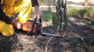 Best Firewood Processing and Delivery  in Bull Run, VA