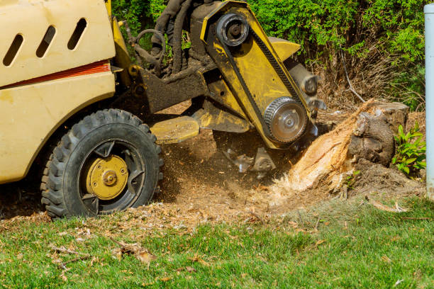 Best Pest Control for Lawns  in Bull Run, VA