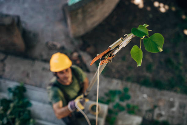 Best Commercial Tree Services  in Bull Run, VA