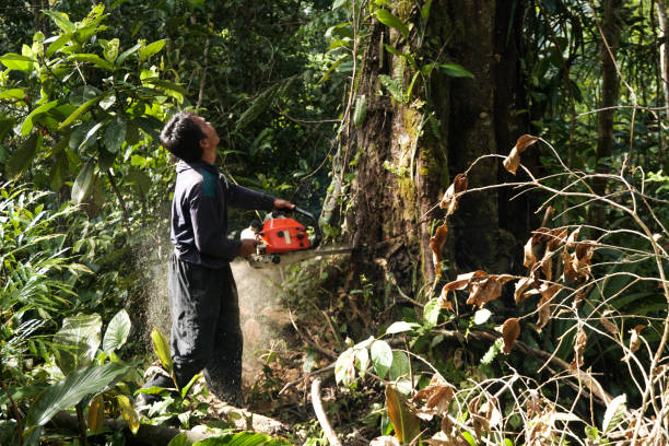 Best Tree Maintenance Programs  in Bull Run, VA