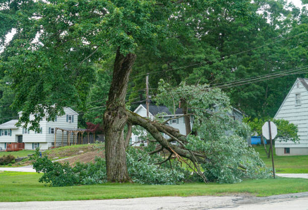 How Our Tree Care Process Works  in  Bull Run, VA