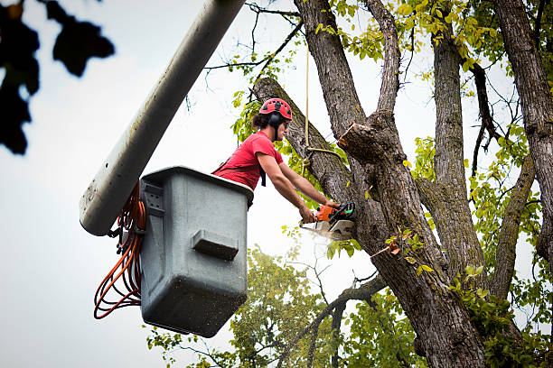 Best Tree Cabling and Bracing  in Bull Run, VA