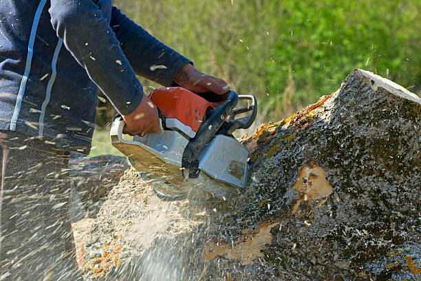 Best Arborist Consultation Services  in Bull Run, VA