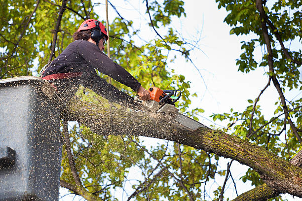 Best Aeration Services  in Bull Run, VA